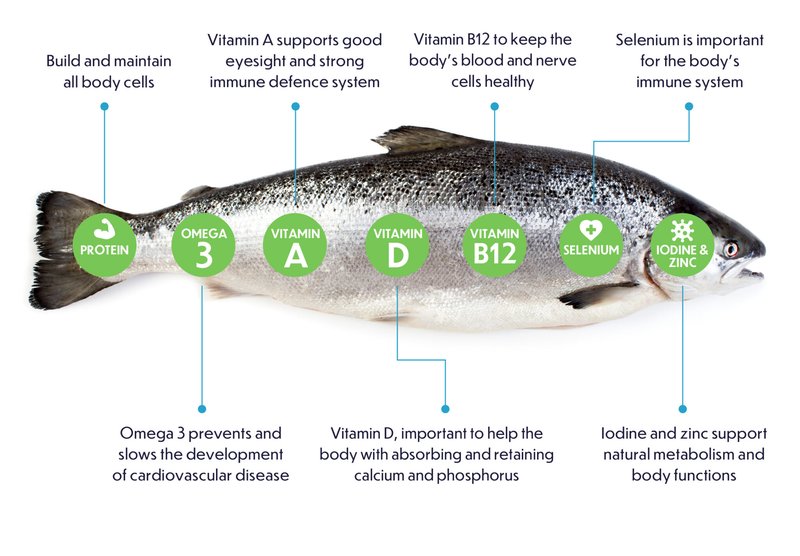 What Do Salmon Eat? Feeding Schedule And Nutrition Guide