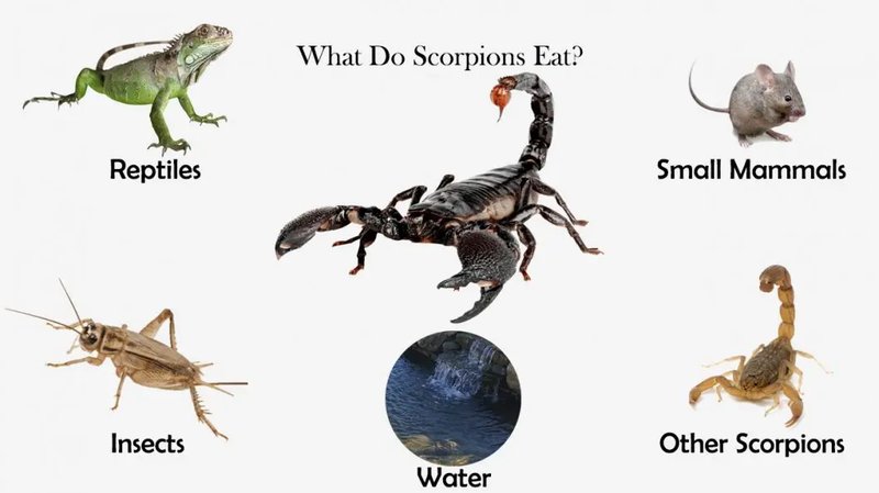 What Do Scorpions Eat In The Wild Vs Captivity?