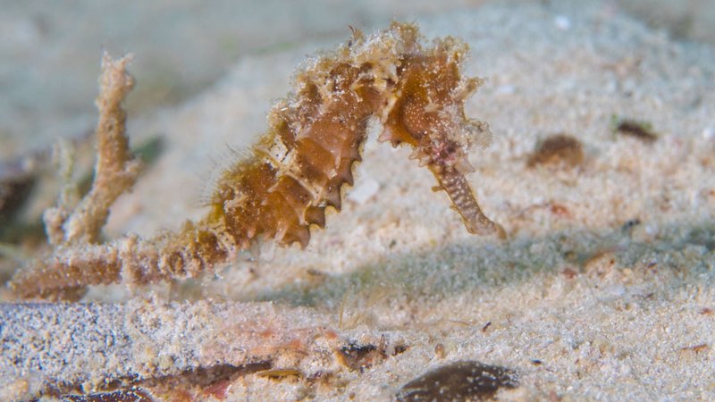 What Do Seahorse Eat? Feeding Guidelines And Tips