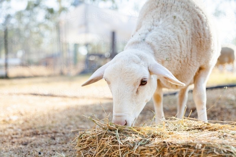 What Do Sheep Eat? Grazing, Hay, And Supplemental Feeding