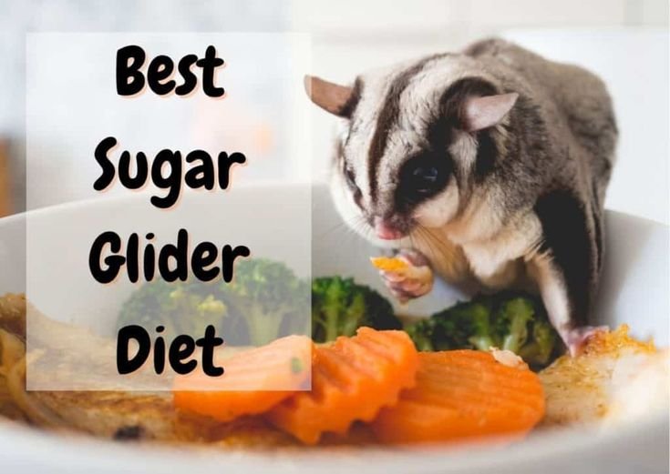What Do Sugar Gliders Eat? Complete Feeding Schedule And Diet Tips