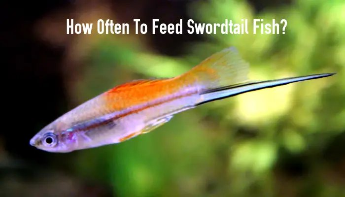 What Do Swordtail Eat? Feeding Schedule And Nutrition Tips