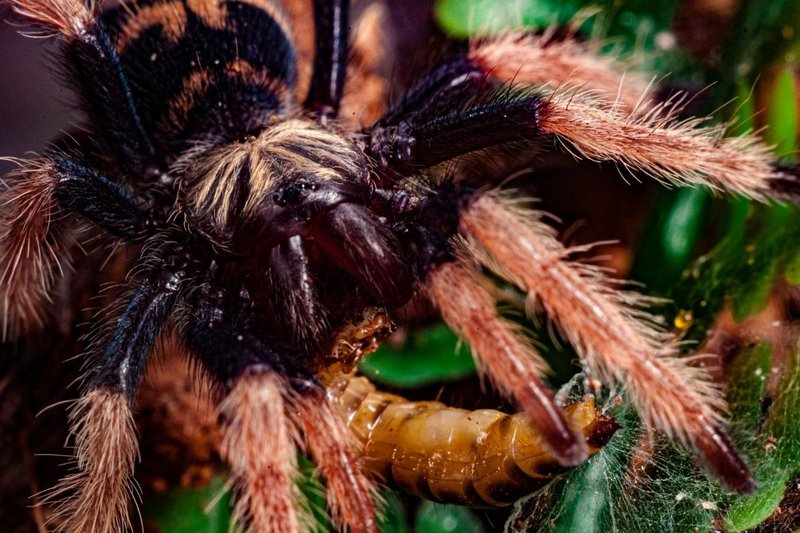 What Do Tarantulas Eat In Captivity Vs The Wild?