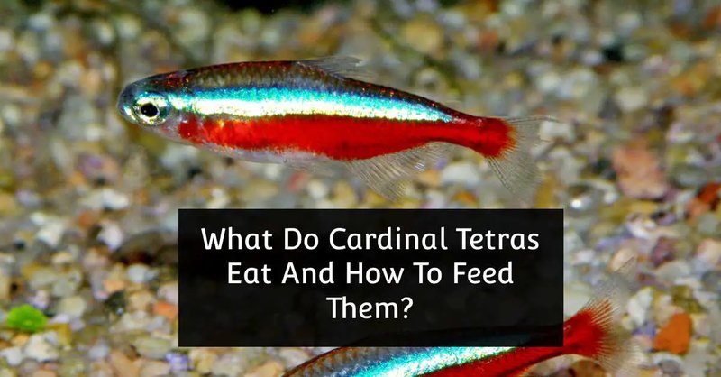 What Do Tetra Eat? Feeding Schedule And Nutrition Tips