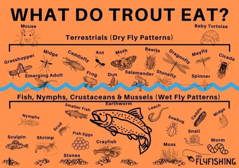 What Do Trout Eat? Feeding Schedule And Nutrition Guide