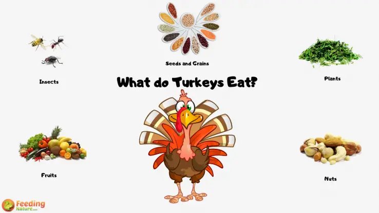 What Do Turkeys Eat? Feeding Tips And Nutrition
