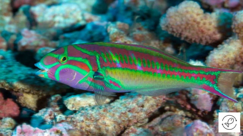 What Do Wrasse Eat? Feeding Guidelines And Tips