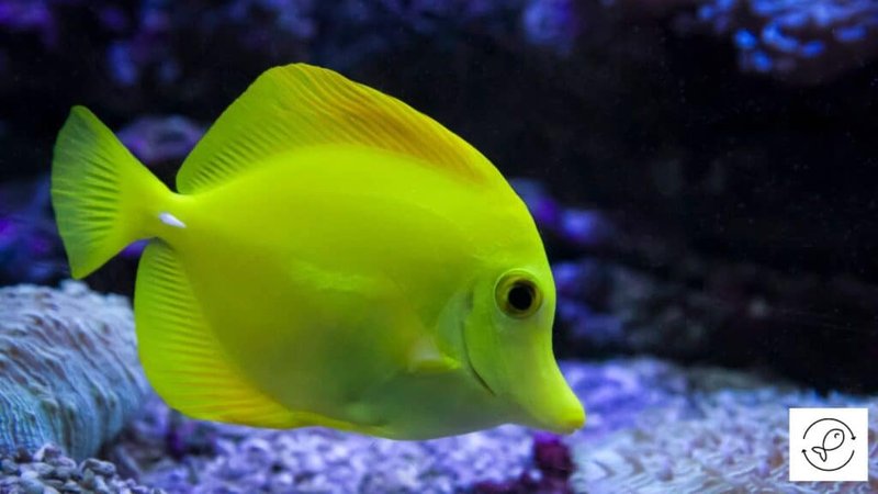 What Do Yellow Tang Eat? Feeding Guidelines And Tips