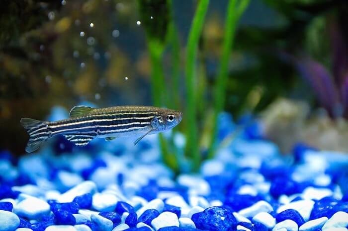 What Do Zebra Danio Eat? Feeding Schedule And Nutrition Tips