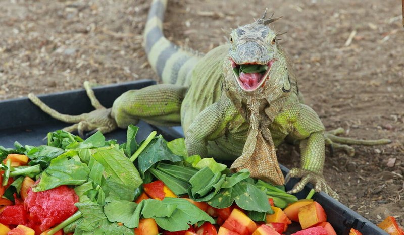 What Does A Blue Iguana Eat? Diet And Feeding Guide