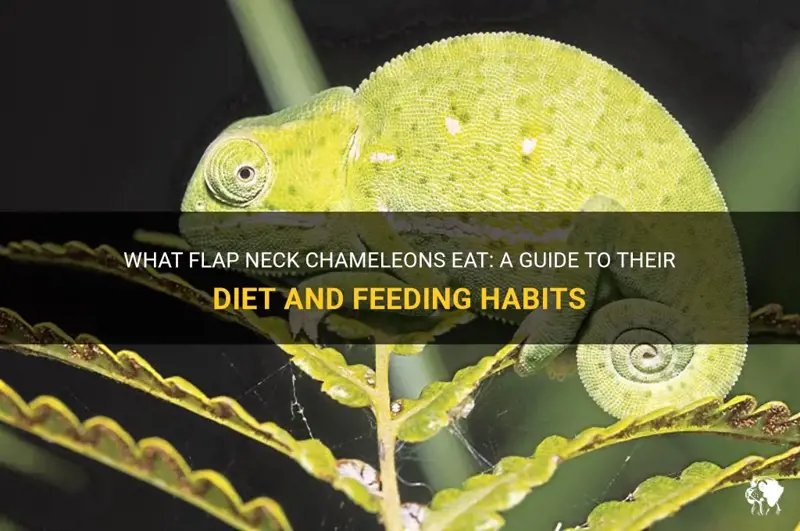 What Does A Flap-Necked Chameleon Eat? Feeding Schedule And Nutrition