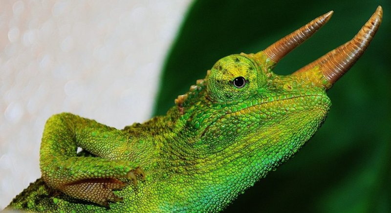 What Does A Jackson'S Chameleon Eat? Feeding Schedule And Nutrition
