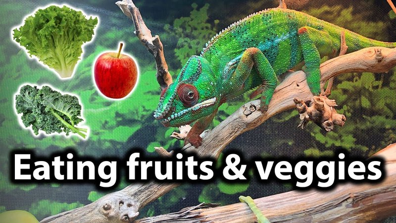 What Does A Oustalet'S Chameleon Eat? Feeding Schedule And Nutrition