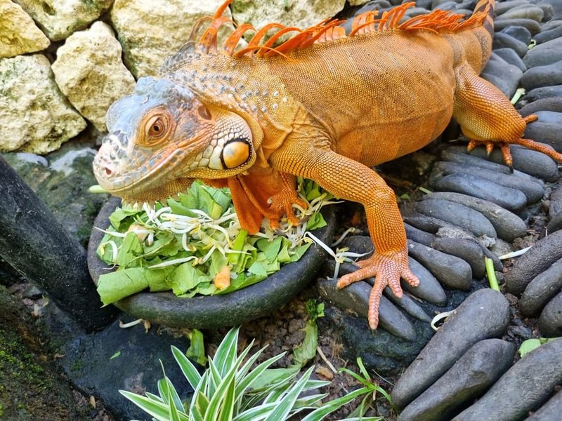 What Does A Red Iguana Eat? Diet And Feeding Guide