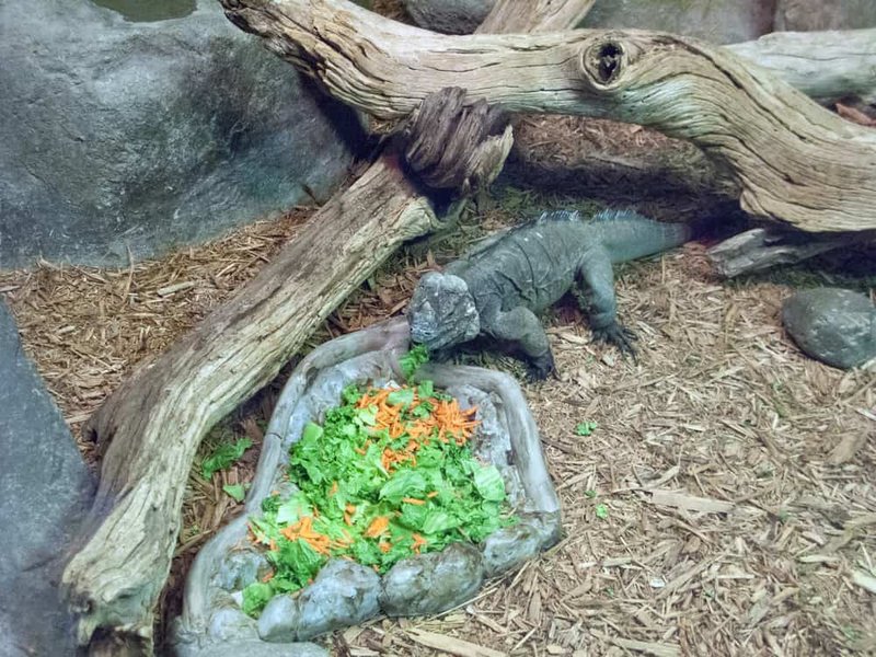 What Does A Rhino Iguana Eat? Diet And Feeding Guide