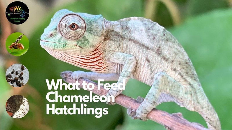 What Does A Veiled Chameleon Eat? Feeding Schedule And Nutrition
