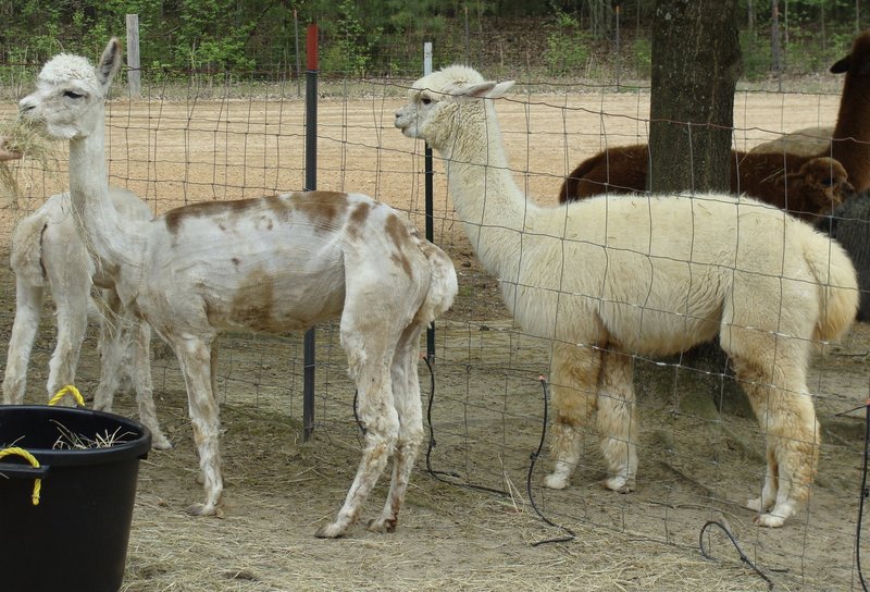 What Is Alpaca Fiber Used For? Shearing And Processing Guide