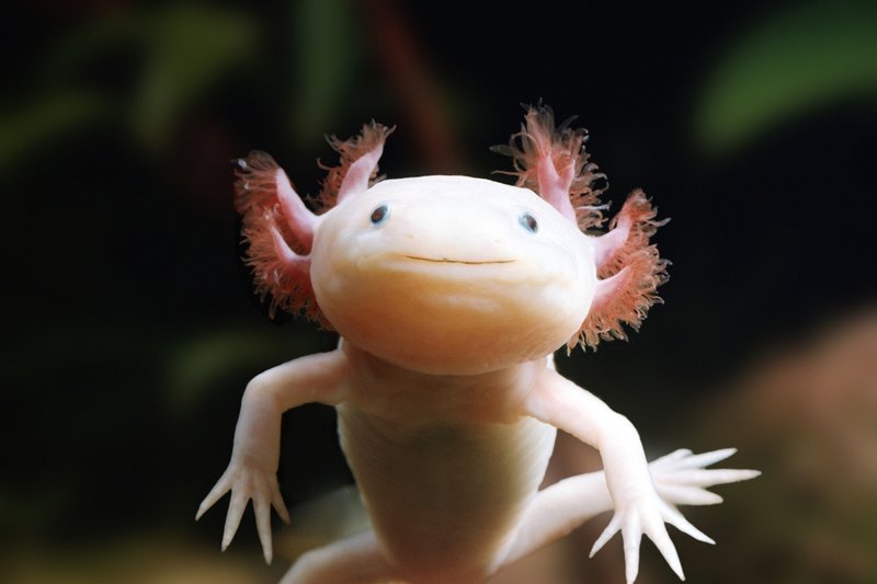 What Is An Axolotl? Introduction And Overview