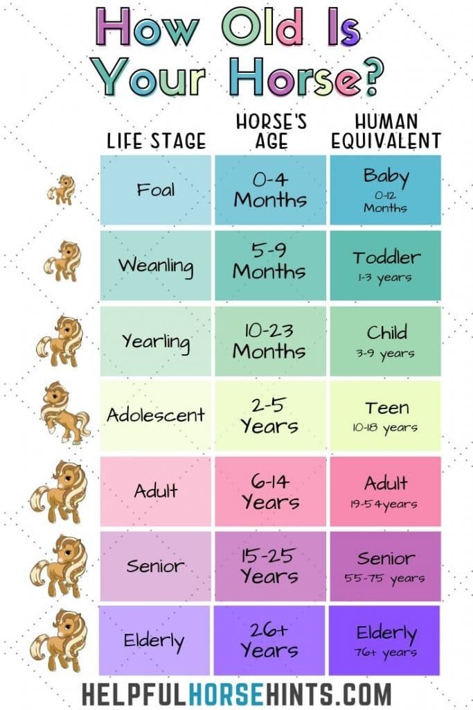 What Is The Average Lifespan Of A Horse?