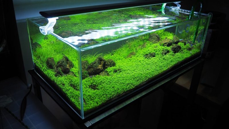 What Is The Best Substrate For Freshwater Aquariums?