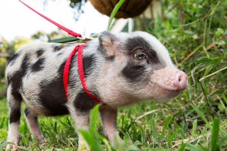 What Is The Lifespan Of A Pig Kept As A Pet?