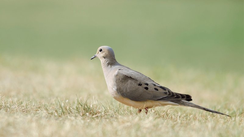 What Kind Of Toys And Enrichment Do Doves Need?