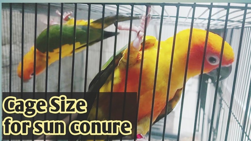 What Size Cage Does A Conure Need?
