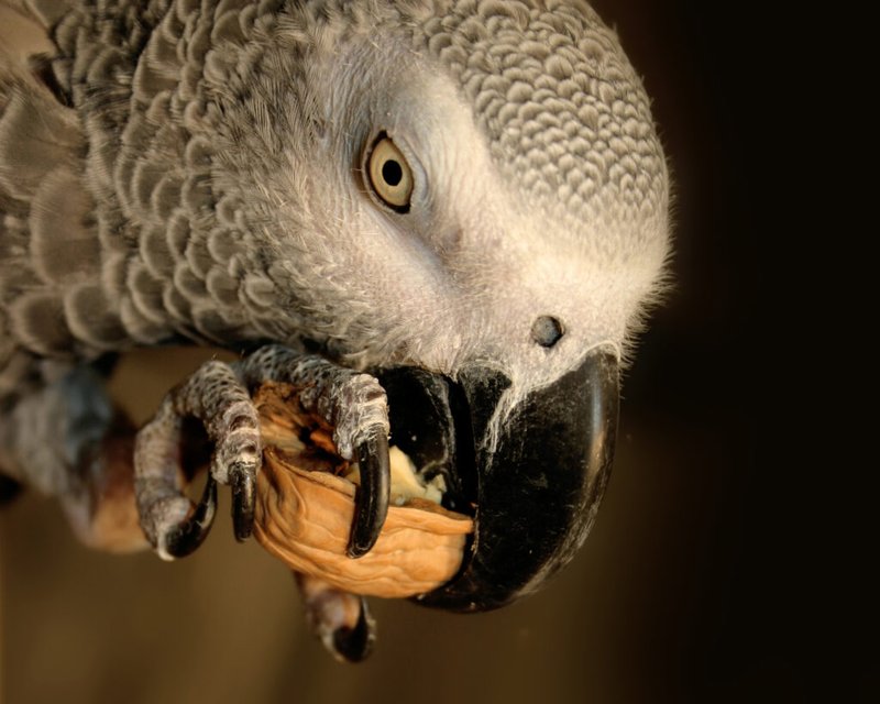 What The African Grey Parrot Eats And How It Hunts Or Forages