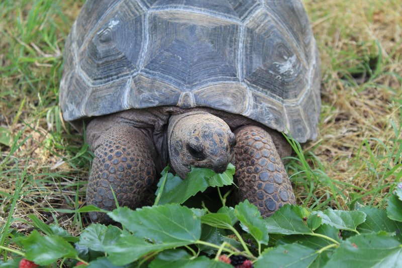 What The Aldabra Giant Tortoise Eats And How It Hunts