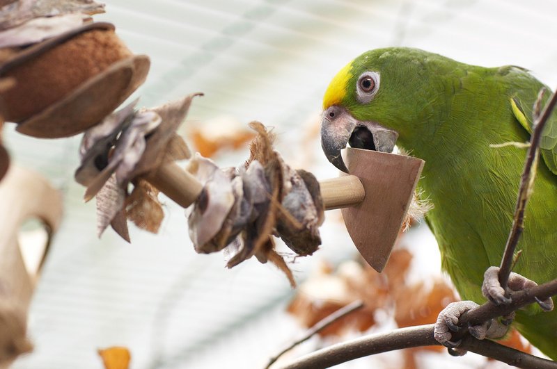 What The Amazon Parrot Eats And How It Hunts Or Forages