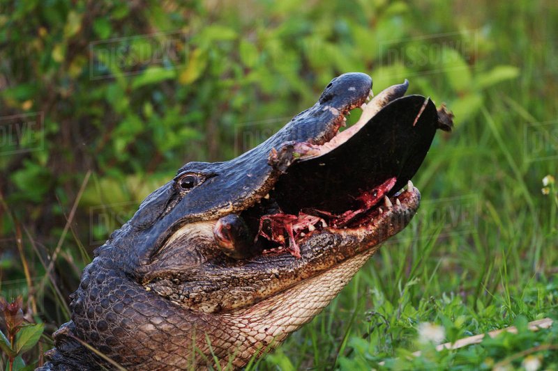 What The American Crocodile Eats And How It Hunts