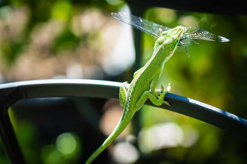 What The Anole Lizard Eats And How It Hunts
