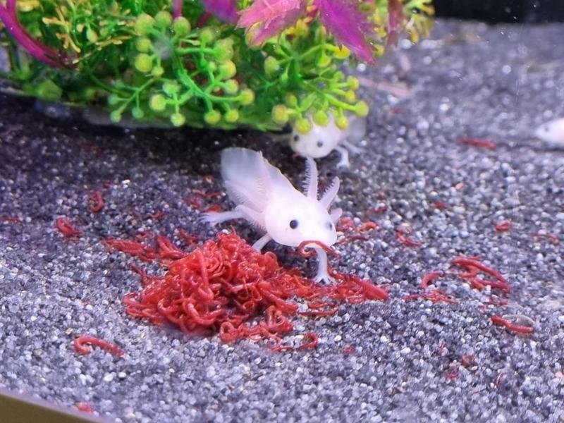 What The Axolotl Eats And How It Hunts