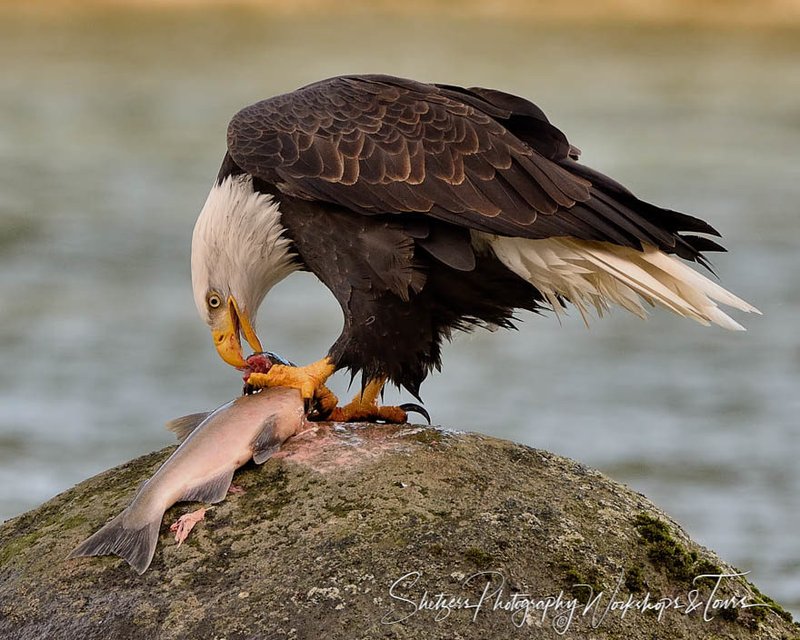 What The Bald Eagle Eats And How It Hunts Or Forages