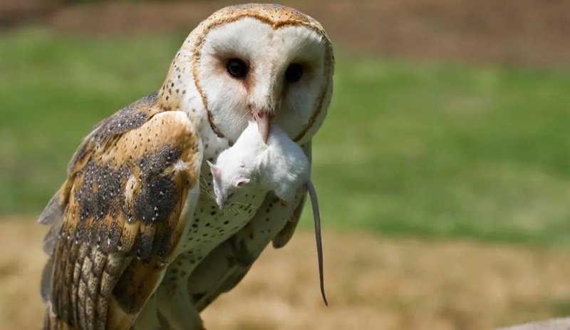 What The Barn Owl Eats And How It Hunts Or Forages