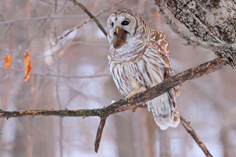 What The Barred Owl Eats And How It Hunts Or Forages
