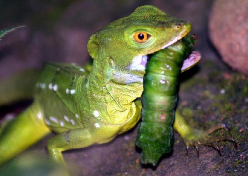 What The Basilisk Lizard Eats And How It Hunts