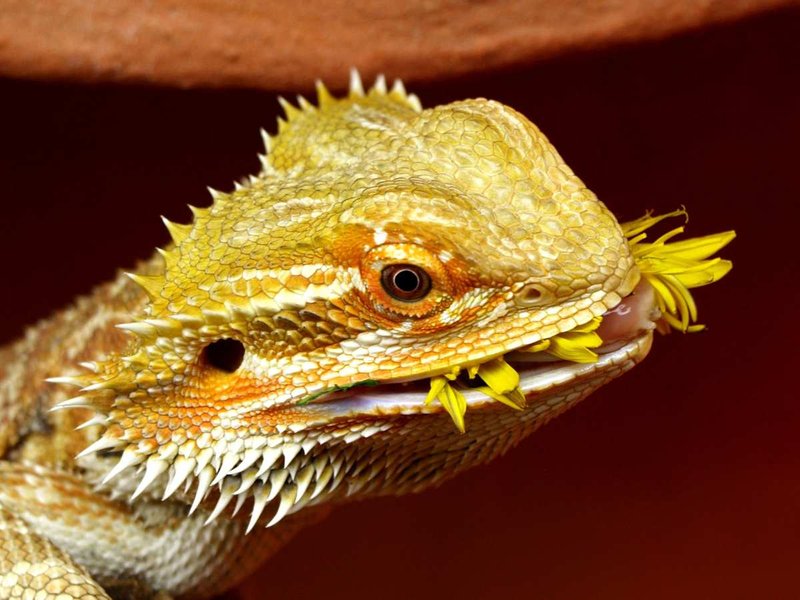 What The Bearded Dragon Eats And How It Hunts