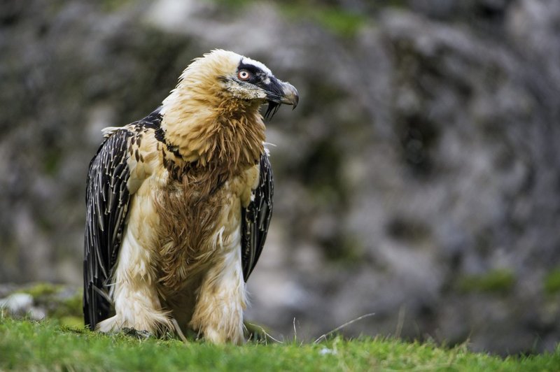 What The Bearded Vulture Eats And How It Hunts Or Forages