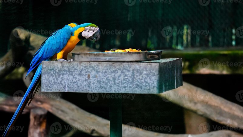 What The Blue-And-Yellow Macaw Eats And How It Hunts Or Forages