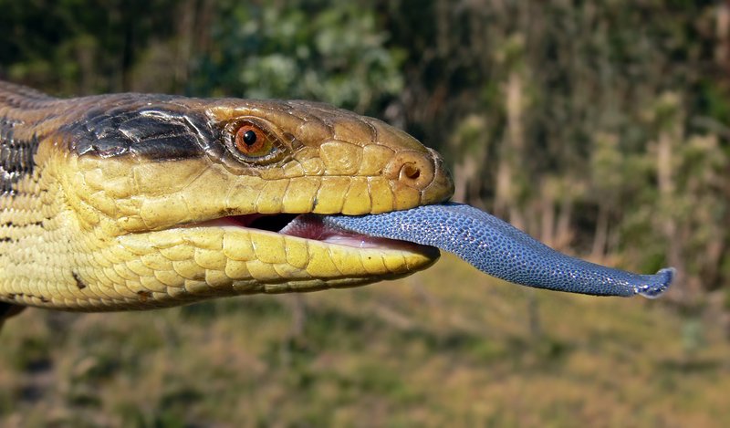 What The Blue-Tongue Skink Eats And How It Hunts