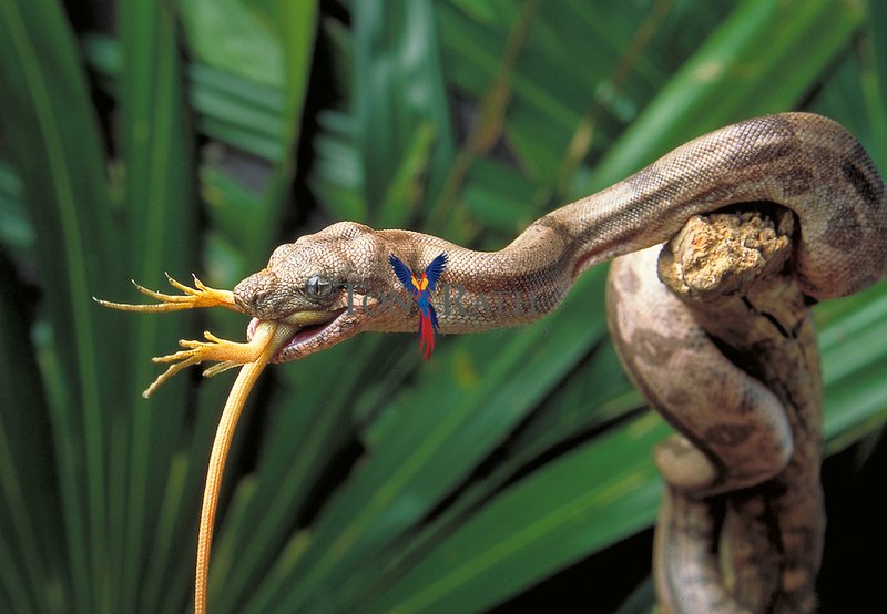 What The Boa Constrictor Eats And How It Hunts
