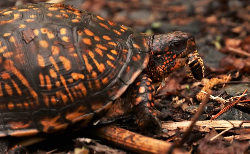What The Box Turtle Eats And How It Hunts