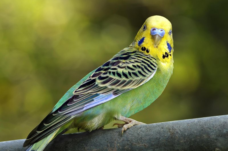 What The Budgie Eats And How It Hunts Or Forages
