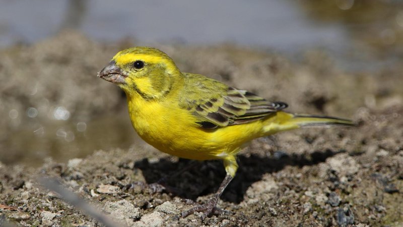 What The Canary Eats And How It Hunts Or Forages