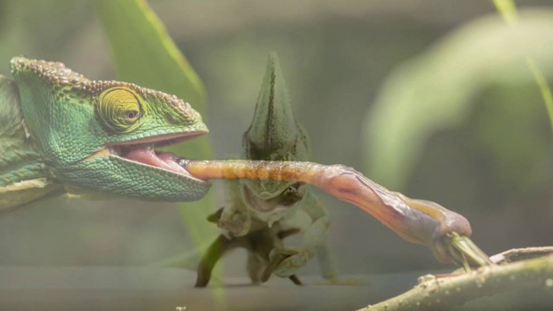 What The Chameleon Eats And How It Hunts