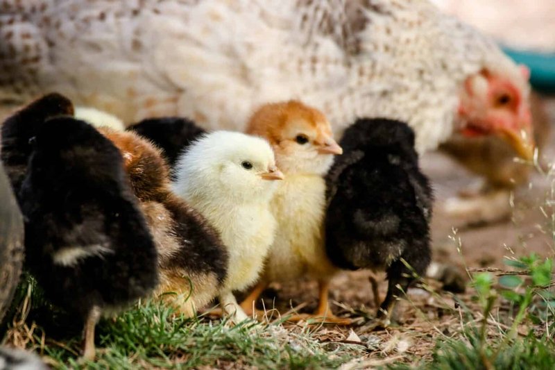 What The Chicken Eats And How It Hunts Or Forages