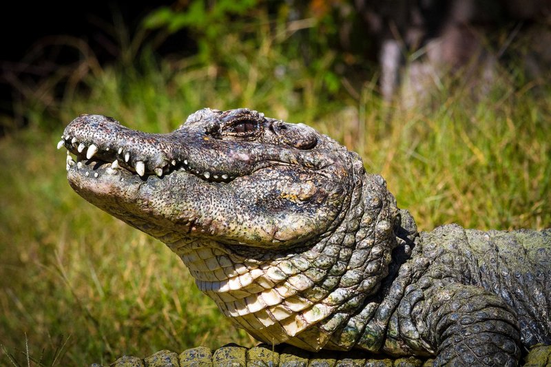 What The Chinese Alligator Eats And How It Hunts