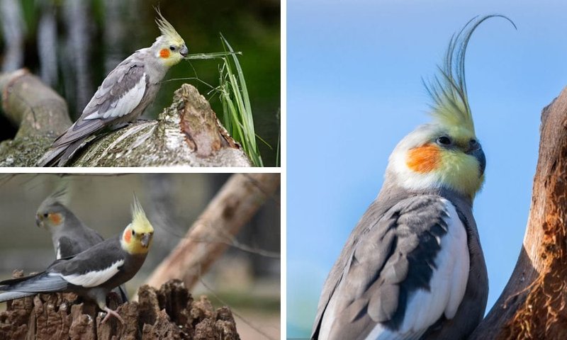 What The Cockatiel Eats And How It Hunts Or Forages