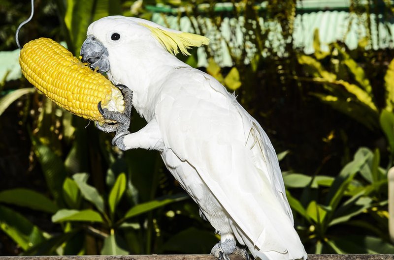 What The Cockatoo Eats And How It Hunts Or Forages